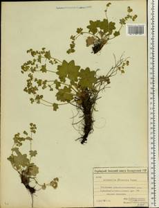 Alchemilla monticola Opiz, Eastern Europe, Belarus (E3a) (Belarus)