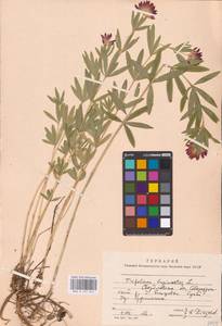 Trifolium lupinaster L., Eastern Europe, Eastern region (E10) (Russia)