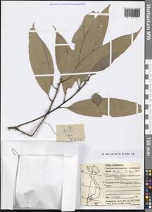 Lithocarpus echinophorus (Hickel & A.Camus) A.Camus, South Asia, South Asia (Asia outside ex-Soviet states and Mongolia) (ASIA) (Vietnam)