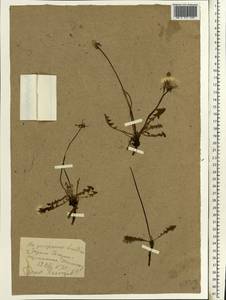 Taraxacum erythrospermum Andrz. ex Besser, Eastern Europe, Central forest-and-steppe region (E6) (Russia)