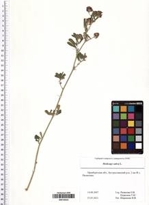 Medicago sativa L., Eastern Europe, Eastern region (E10) (Russia)