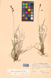 Carex podocarpa R.Br., Siberia, Russian Far East (S6) (Russia)