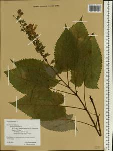 Salvia glutinosa L., Eastern Europe, Central region (E4) (Russia)