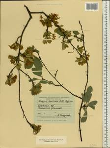 Prunus fruticosa Pall., Eastern Europe, South Ukrainian region (E12) (Ukraine)
