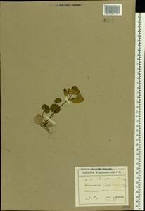 Chrysosplenium alternifolium L., Eastern Europe, North Ukrainian region (E11) (Ukraine)