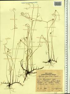 Cyperus brevifolioides Thieret & Delahouss., Siberia, Russian Far East (S6) (Russia)