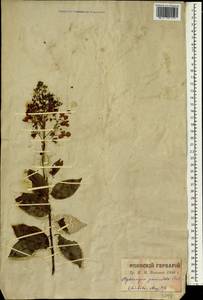 Hydrangea paniculata Siebold, South Asia, South Asia (Asia outside ex-Soviet states and Mongolia) (ASIA) (Japan)