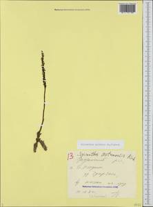 Spiranthes spiralis (L.) Chevall., Caucasus, Black Sea Shore (from Novorossiysk to Adler) (K3) (Russia)