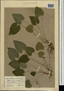 Viola alba × odorata, Crimea (KRYM) (Russia)