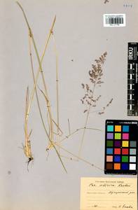 Poa sibirica Roshev., Siberia, Baikal & Transbaikal region (S4) (Russia)