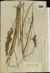 Calamagrostis epigejos (L.) Roth, Eastern Europe, Estonia (E2c) (Estonia)