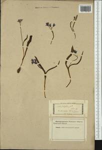 Scilla bifolia L., Western Europe (EUR) (Not classified)