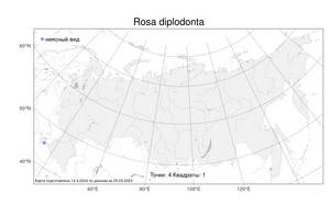 Rosa diplodonta Dubovik, Atlas of the Russian Flora (FLORUS) (Russia)