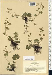 Alchemilla micans Buser, Eastern Europe, Central forest-and-steppe region (E6) (Russia)