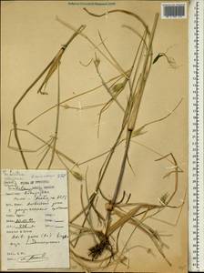 Pennisetum ramosum (Hochst.) Schweinf., Africa (AFR) (Ethiopia)