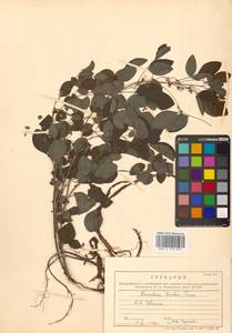 Lespedeza bicolor Turcz., Siberia, Russian Far East (S6) (Russia)