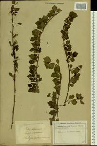 Ribes alpinum L., Eastern Europe, Latvia (E2b) (Latvia)