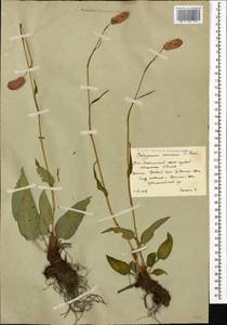 Bistorta carnea (K. Koch) Kom., Caucasus, South Ossetia (K4b) (South Ossetia)
