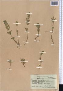 Lallemantia royleana (Benth.) Benth., Middle Asia, Western Tian Shan & Karatau (M3) (Kyrgyzstan)