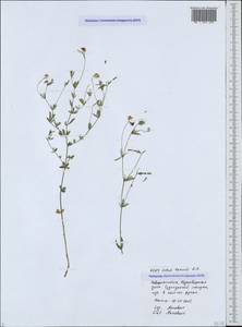 Lotus tenuis Waldst. & Kit., Caucasus, Black Sea Shore (from Novorossiysk to Adler) (K3) (Russia)
