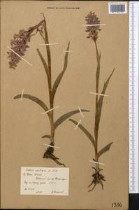 Dactylorhiza incarnata subsp. cilicica (Klinge) H.Sund., Middle Asia, Northern & Central Tian Shan (M4) (Kyrgyzstan)