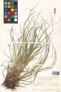 Carex elongata L., Eastern Europe, Moscow region (E4a) (Russia)