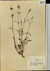 Silene borysthenica (Gruner) Walters, Siberia, Altai & Sayany Mountains (S2) (Russia)