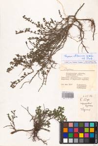 MHA 0 157 012, Thymus kirgisorum Dubj., Eastern Europe, Lower Volga region (E9) (Russia)