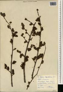 Populus tremula var. davidiana (Dode) C. K. Schneid., South Asia, South Asia (Asia outside ex-Soviet states and Mongolia) (ASIA) (North Korea)