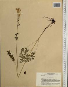 Thalictrum petaloideum L., Siberia, Russian Far East (S6) (Russia)
