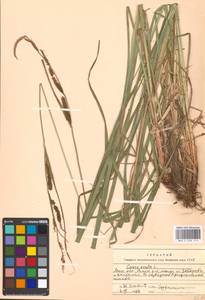Carex acuta L., Eastern Europe, Moscow region (E4a) (Russia)