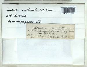 Radula complanata (L.) Dumort., Bryophytes, Bryophytes - Karelia, Leningrad & Murmansk Oblasts (B4) (Russia)