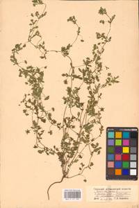 Potentilla supina L., Eastern Europe, Lower Volga region (E9) (Russia)