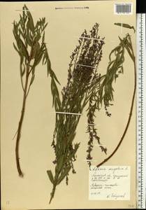 Lythrum virgatum L., Eastern Europe, South Ukrainian region (E12) (Ukraine)
