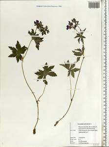 Geranium sylvaticum L., Eastern Europe, Northern region (E1) (Russia)