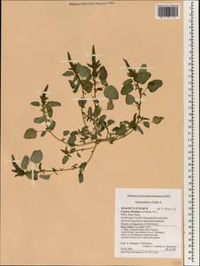 Amaranthus viridis L., South Asia, South Asia (Asia outside ex-Soviet states and Mongolia) (ASIA) (Cyprus)