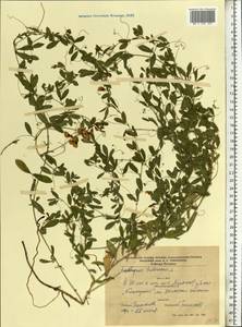 Lathyrus tuberosus L., Eastern Europe, North Ukrainian region (E11) (Ukraine)