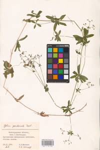 Galium pseudorivale Tzvelev, Eastern Europe, Lower Volga region (E9) (Russia)