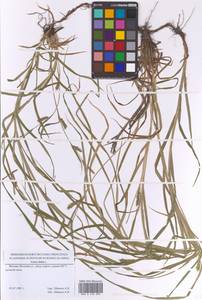 Carex hirta L., Eastern Europe, Moscow region (E4a) (Russia)
