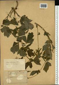 Geum aleppicum Jacq., Eastern Europe, Northern region (E1) (Russia)