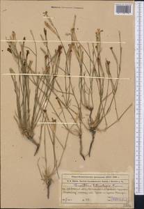 Dianthus crinitus subsp. tetralepis (Nevski) Rech. fil., Middle Asia, Muyunkumy, Balkhash & Betpak-Dala (M9) (Kazakhstan)
