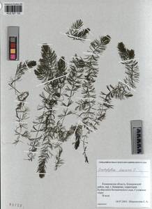 KUZ 027 122, Ceratophyllum demersum L., Siberia, Altai & Sayany Mountains (S2) (Russia)
