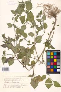 Solanum nigrum L., Eastern Europe, Moscow region (E4a) (Russia)