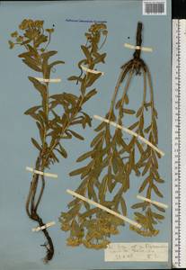 Euphorbia stepposa Zoz ex Prokh., Eastern Europe, Rostov Oblast (E12a) (Russia)