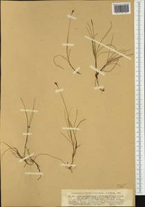 Carex parallela (Laest.) Sommerf., Western Europe (EUR) (Norway)
