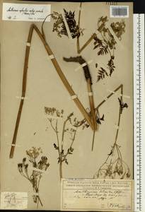 Anthriscus sylvestris (L.) Hoffm., Eastern Europe, Northern region (E1) (Russia)