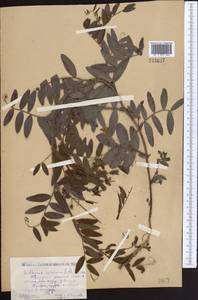 Lathyrus incurvus (Roth)Willd., Middle Asia, Caspian Ustyurt & Northern Aralia (M8) (Kazakhstan)