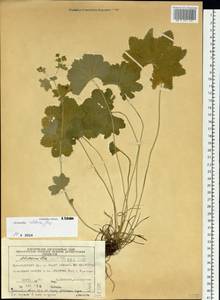 Alchemilla altaica Juz., Siberia, Central Siberia (S3) (Russia)