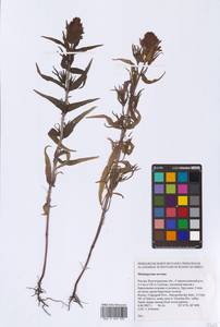Melampyrum arvense L., Eastern Europe, Lower Volga region (E9) (Russia)