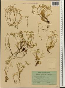 Sedum gracile C. A. Mey., Caucasus, Stavropol Krai, Karachay-Cherkessia & Kabardino-Balkaria (K1b) (Russia)